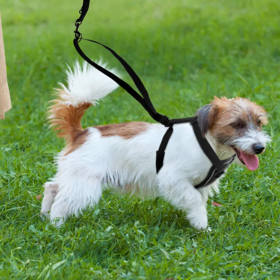 No-Pull Outdoor Dog Harness | Reflective | Front Clip | Trek Mutz